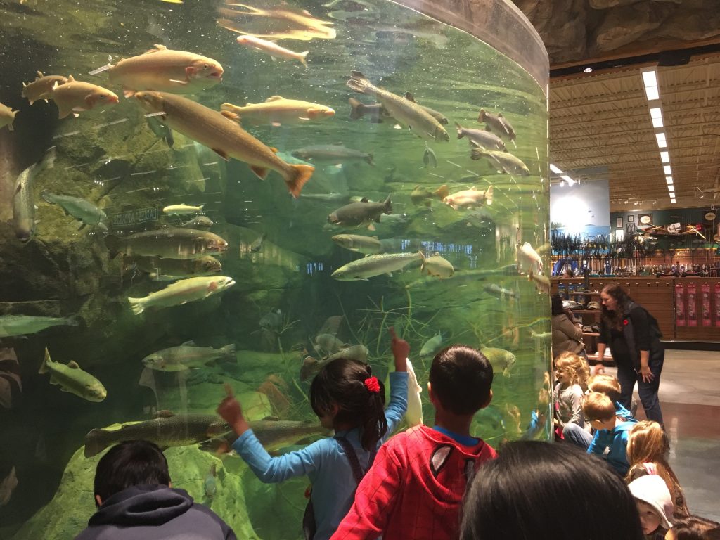 Bass Pro Shops aquarium
