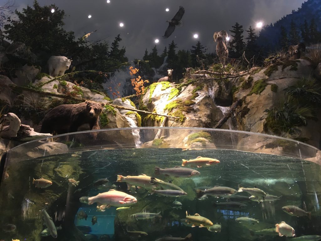 Bass Pro Shops aquarium