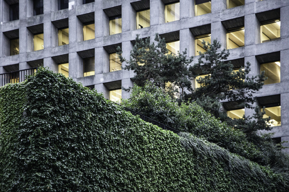 Ivy growing on the parking structure